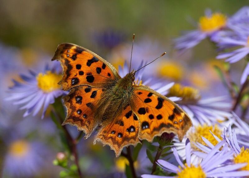 углокрыльница с-золотое polygonia c-aureum Углокрыльница фото превью
