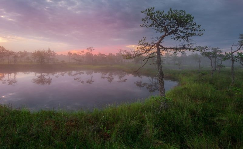 На краю болотаphoto preview