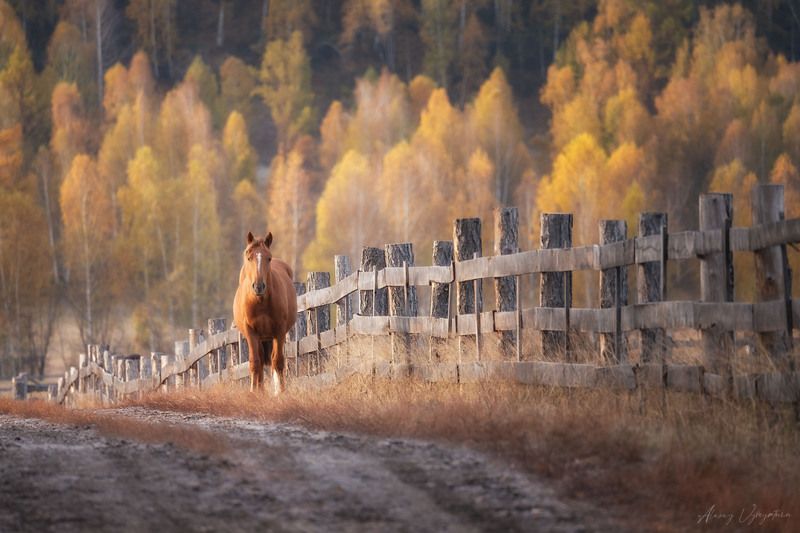 altay, autumn, horse, trees, road, landscape, outdoor Passing by...photo preview