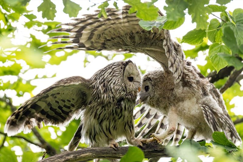 уральская неясыть, длиннохвостая неясыть, совенок, птицы, неясыть Длиннохвостая неясыть с голодным совенкомphoto preview