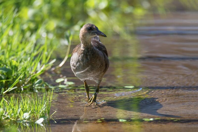 *Камышница молодаяphoto preview