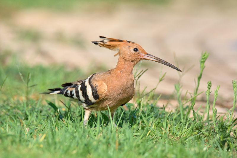 *В августе...photo preview