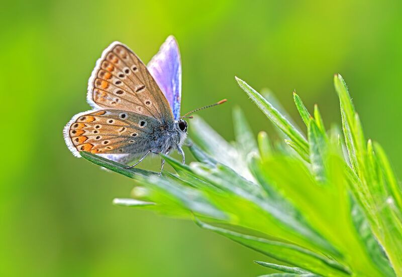 насекомые, бабочка, голубянка, икар, лето, июнь Голубянка фото превью
