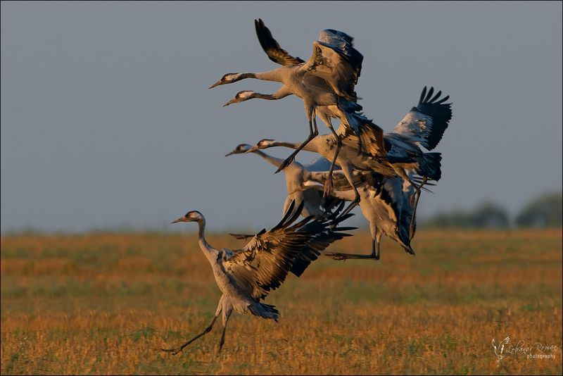 Первый на финише ...  фото превью