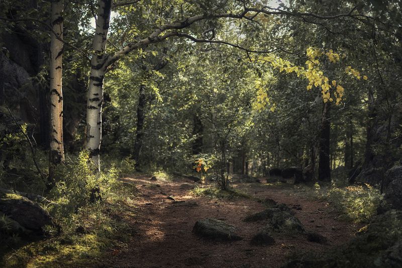 красноярские столбы После дождяphoto preview