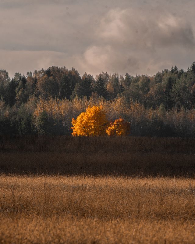 Осень, листья, жёлтый, поле, пейзаж, осенний пейзаж, слои Одинокая золотая красотаphoto preview