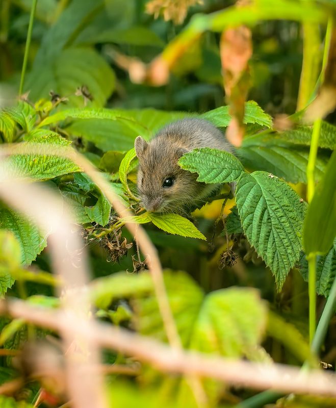Вот, кто съел всю малину!photo preview