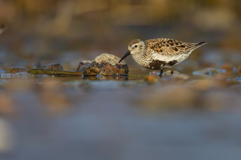 чернозобик, кулик, птицы Чернозобикphoto preview