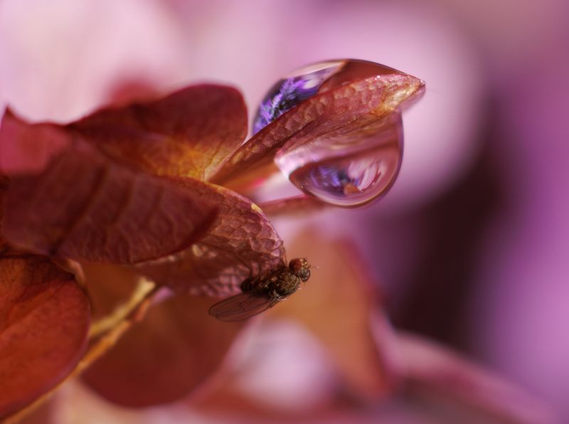 цветок гортензия муха капля отражение текстура макровзгляд на микромир фото превью