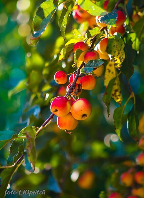 яблоки, лето, август, яблочный спас *** фото превью