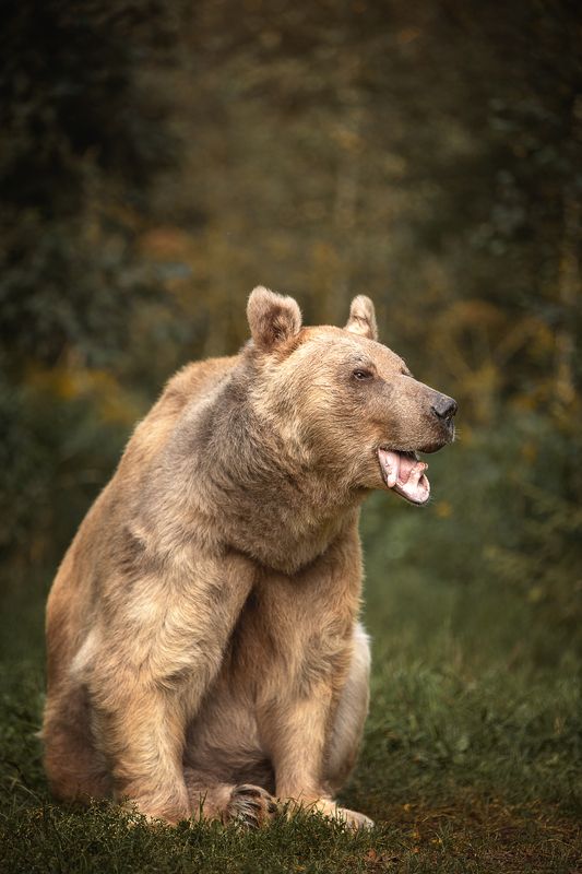 «Сила. Свобода. Голос леса.»photo preview