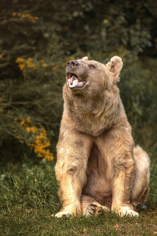 «Сила. Свобода. Голос леса.»photo preview
