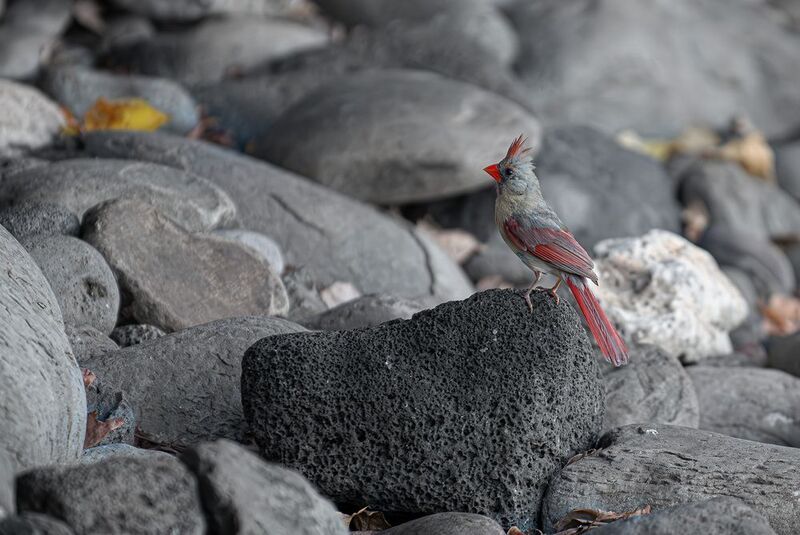 bird, northern cardinal,rocks Northern Cardinalphoto preview