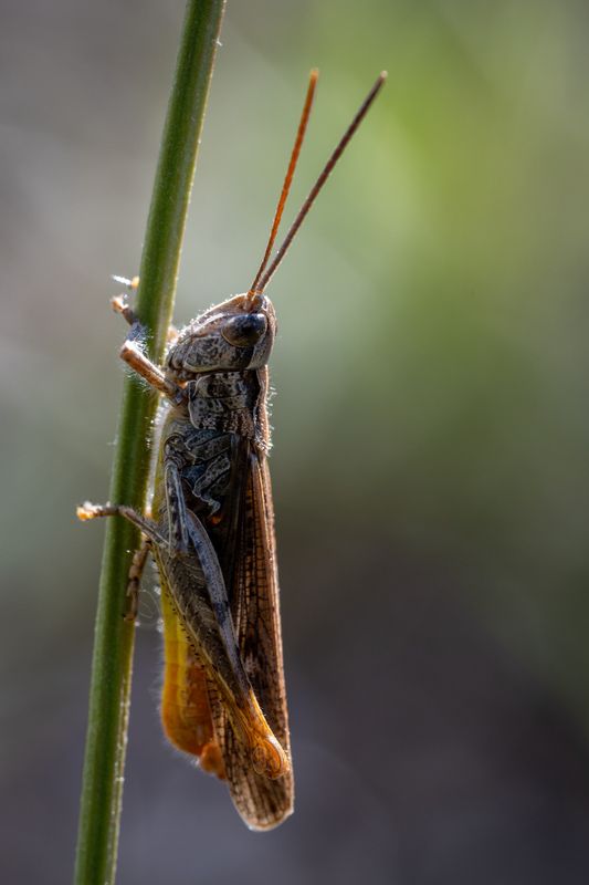 Степная Кобылкаphoto preview