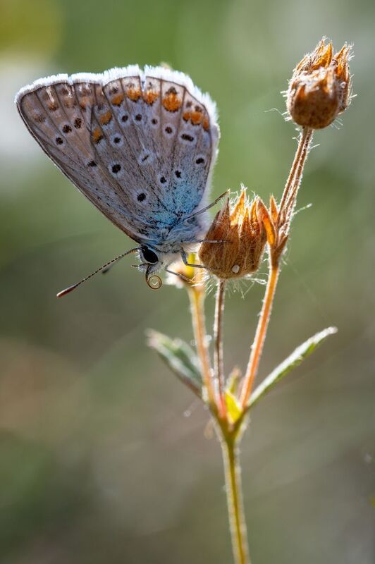 Свернутый хоботок...photo preview