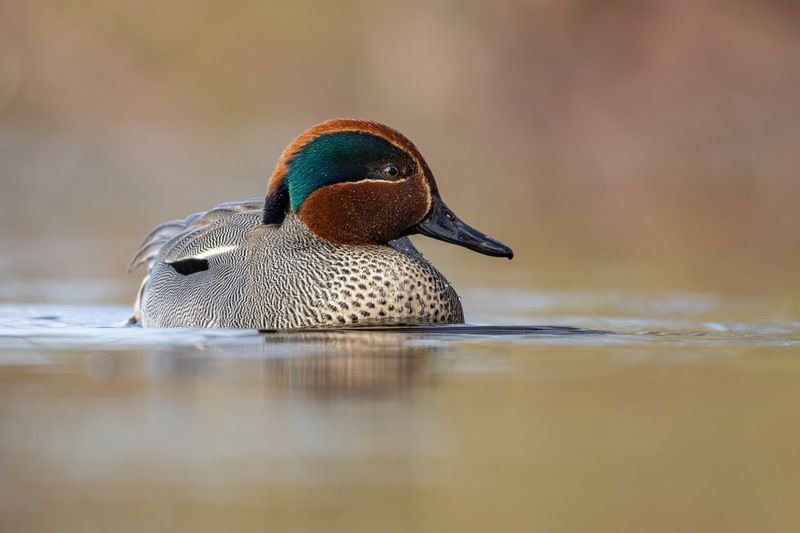 чирок-свистунок, утка, птицы, чирок, свистунок photo preview