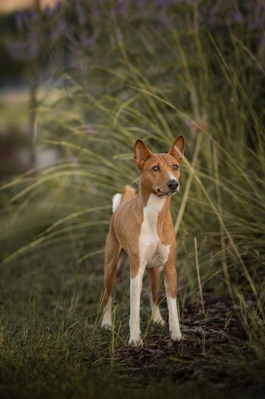 Платонphoto preview