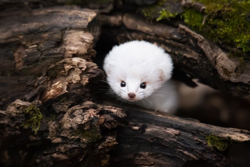 Ангельская внешность - киллерский характерphoto preview