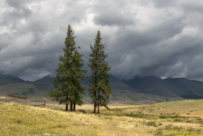 алтай, непогода, тучи, лиственницы, лето Перед дождемphoto preview