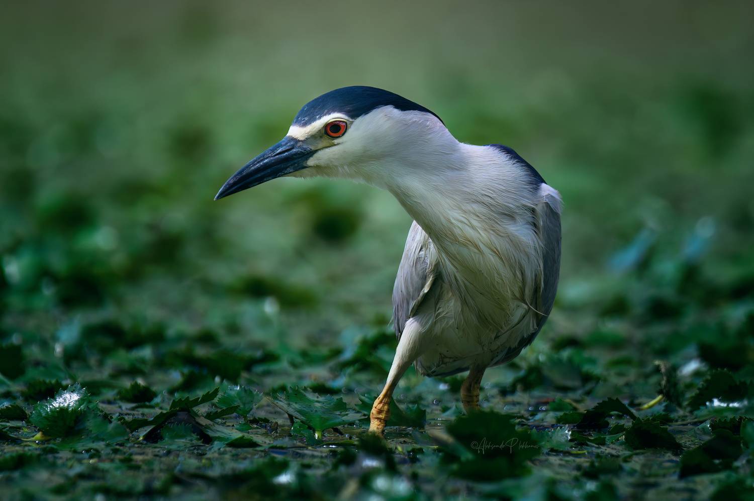 black-crowned night heron, wildlife, Плеханов Александр
