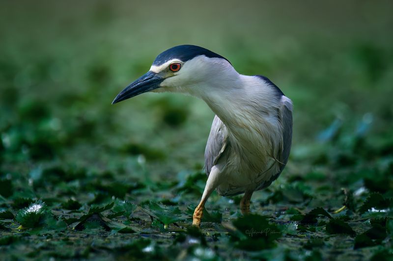 black-crowned night heron, wildlife Цапля охотницаphoto preview