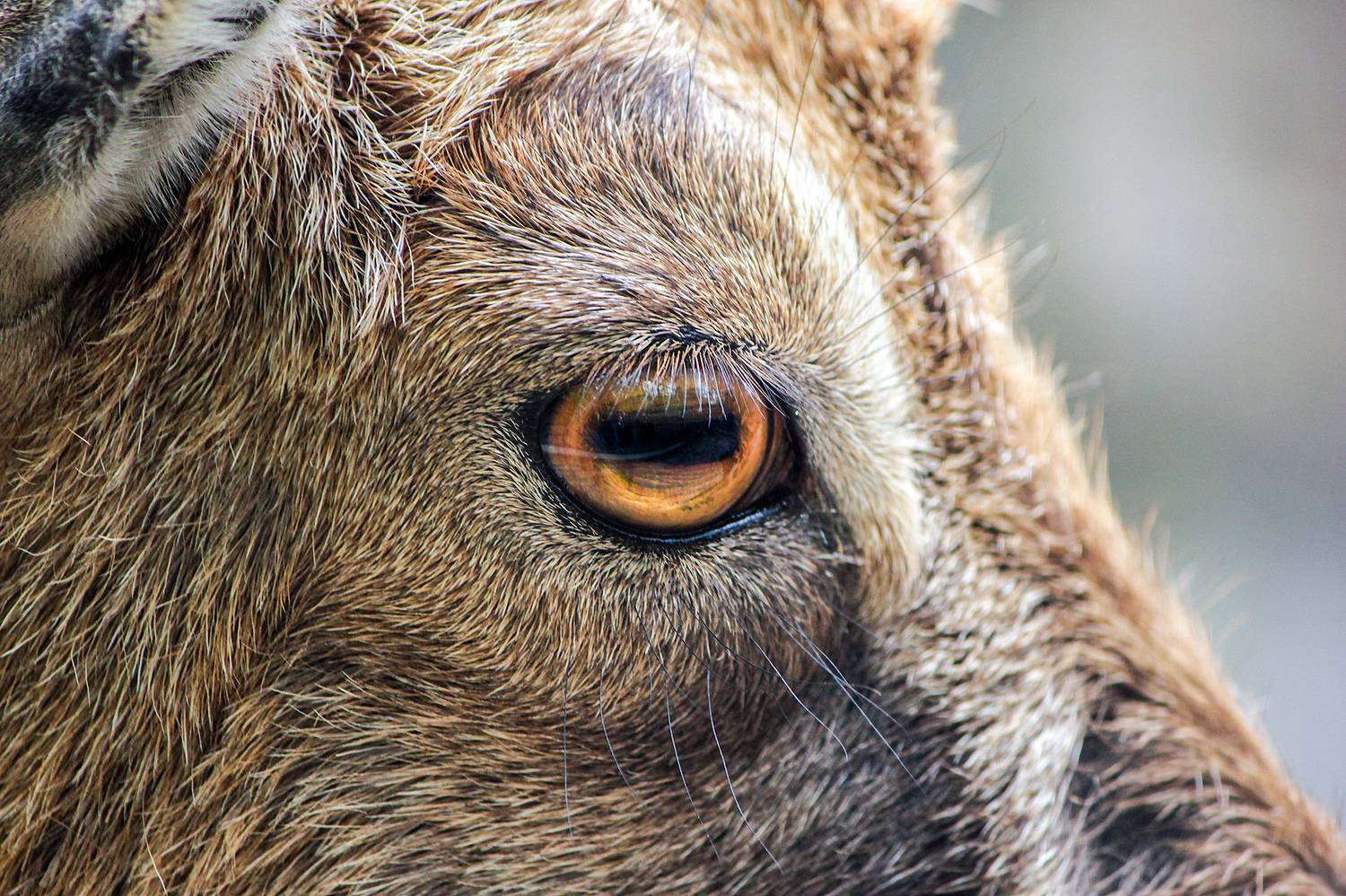 Винторогое Око. Автор: КарОл , КарОл