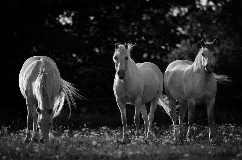 Белое трио фото превью