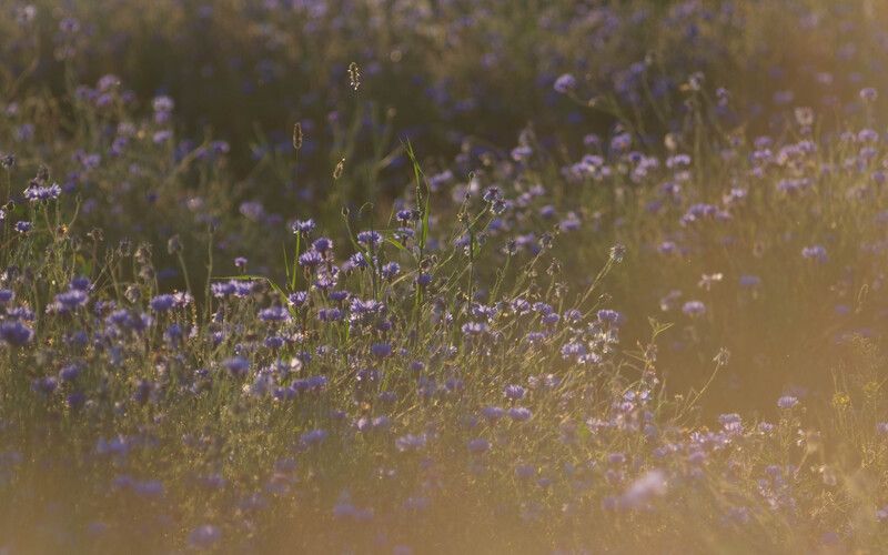 Васильковое полеphoto preview