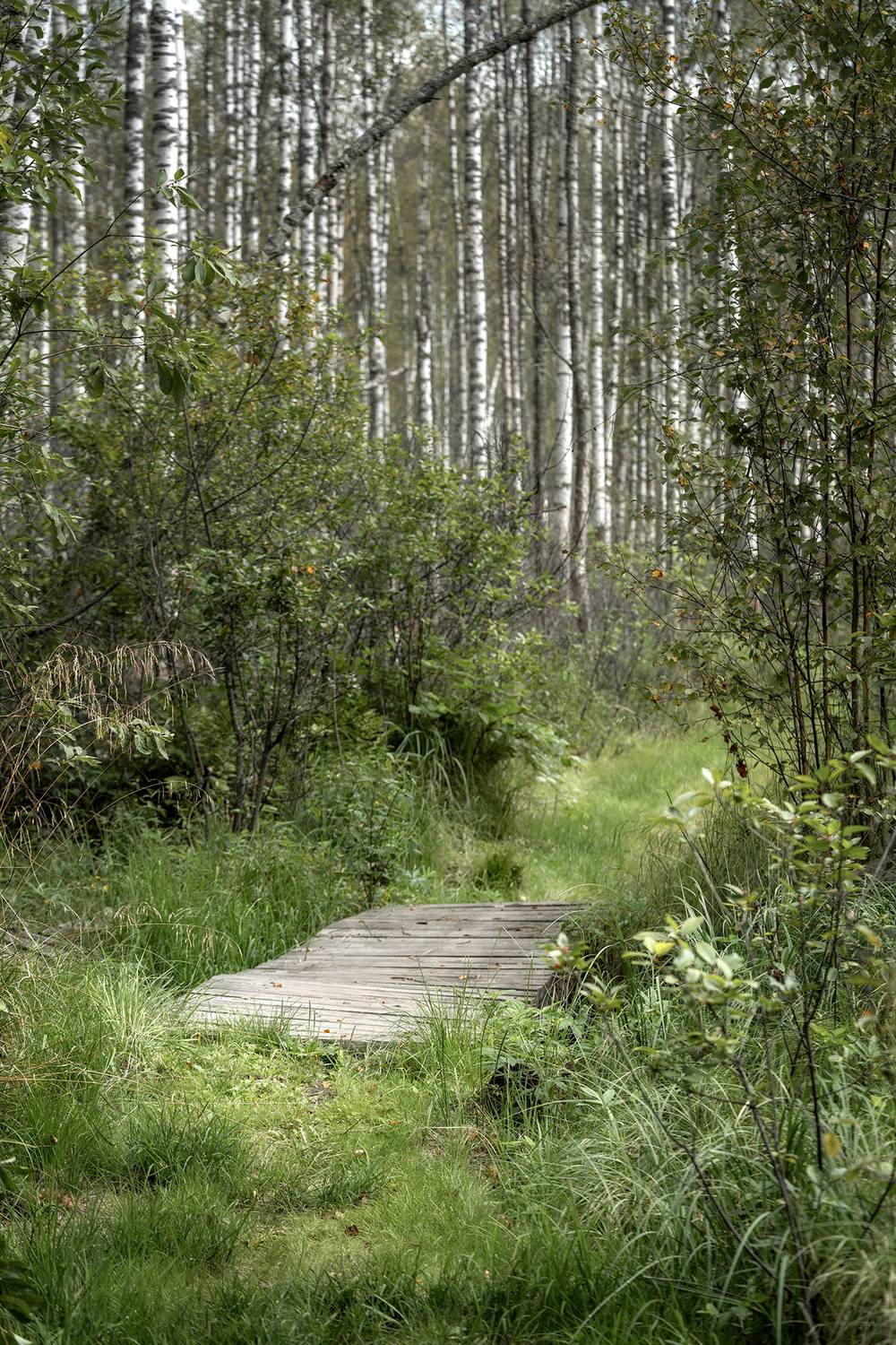 лес, природа, берёзы, пейзаж, деревья, Завьялова Людмила