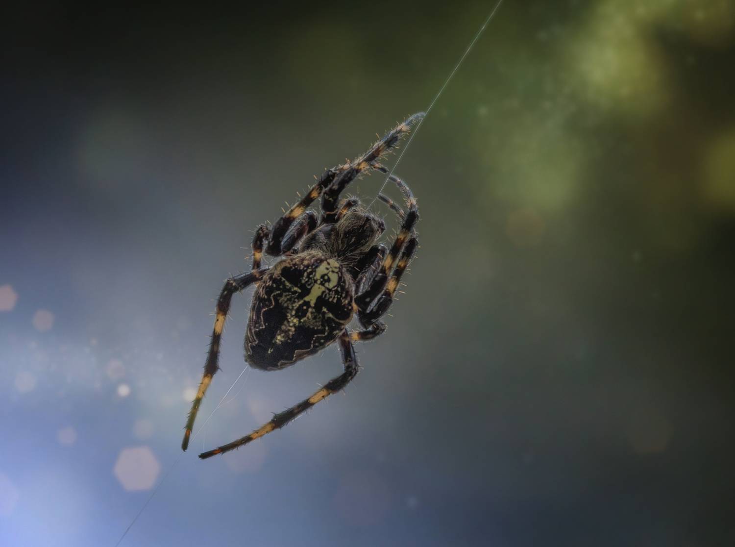 паук крестовик паутина, Светлана Холодняк