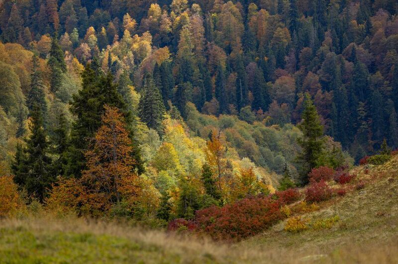 осень в Самегрело ( Грузия)photo preview