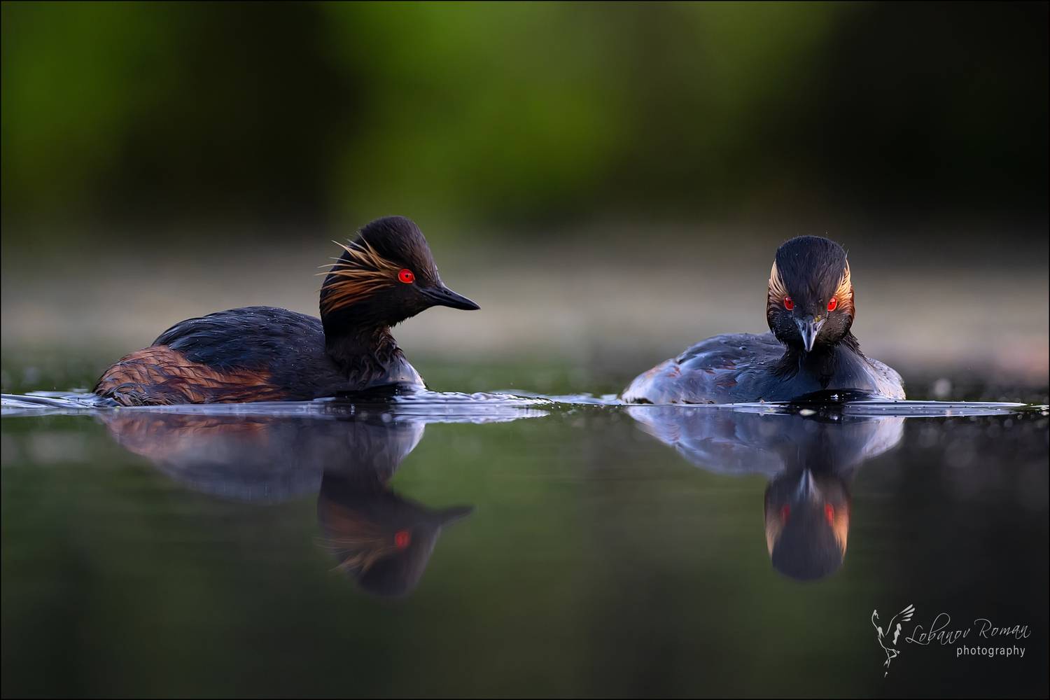 Черношейный дуэт. Автор: Лобанов Роман , Лобанов Роман