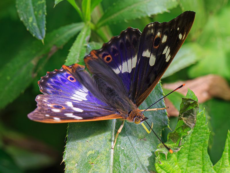 насекомые, бабочка, нимфалида, переливница, лето, июнь Переливница фото превью