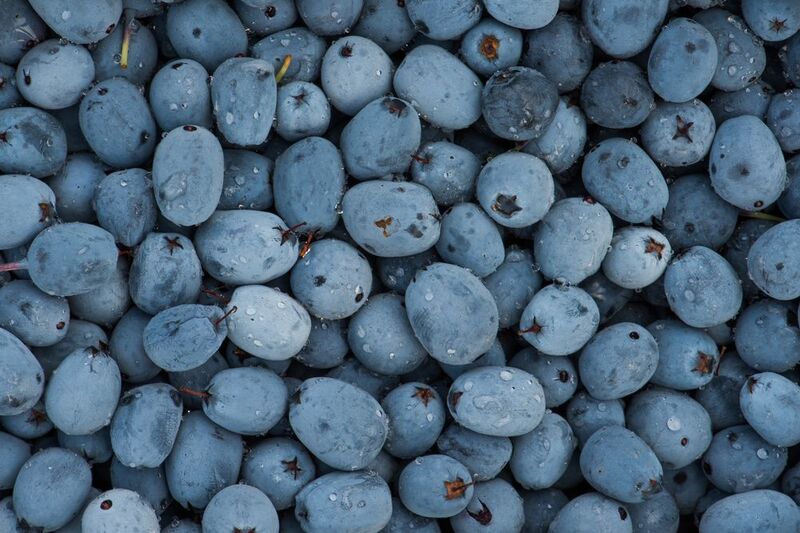 Дары природы: дикая Голубикаphoto preview