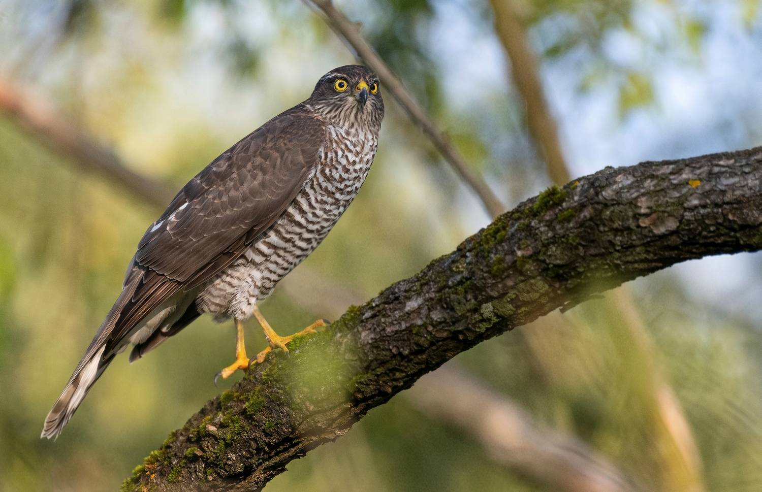 ястреб, перепелятник, хищник, птицы, Сигушин Руслан