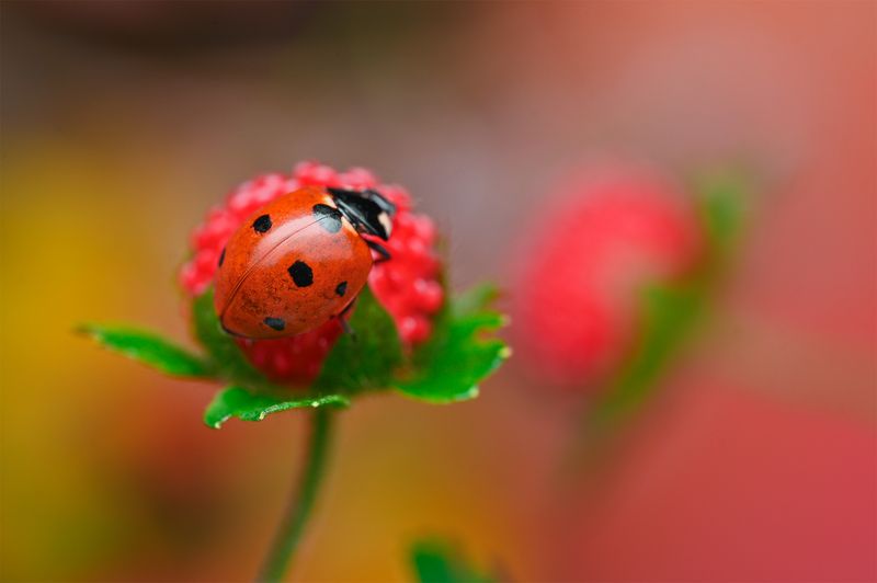 ceclii, macro  фото превью