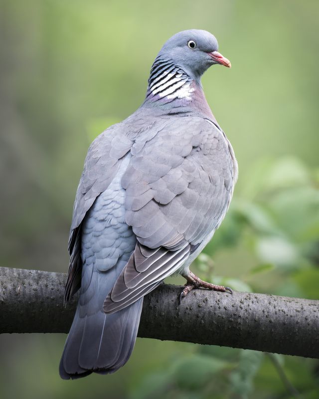 Вяхирь (Columba palumbus)photo preview