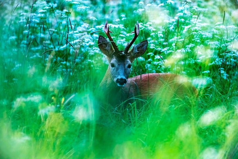 *** фото превью