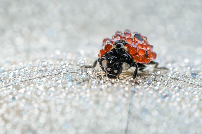 ceclii, macro  фото превью