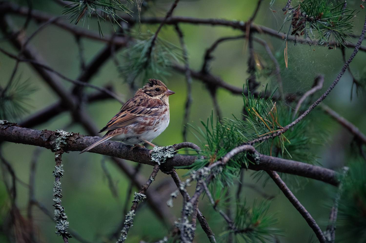 ***. Автор: ssmirs Сергей , ssmirs Сергей