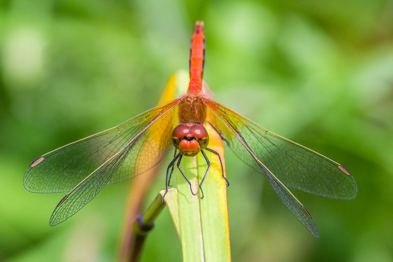 en facephoto preview