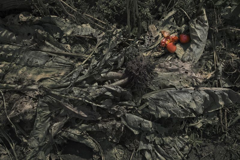 натюрморт Помидорыphoto preview