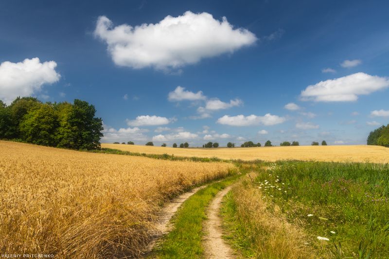 Пшеничное полеphoto preview