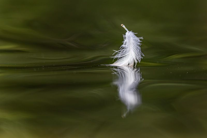 Лебединое озероphoto preview