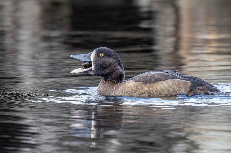 Морская чернеть фото превью