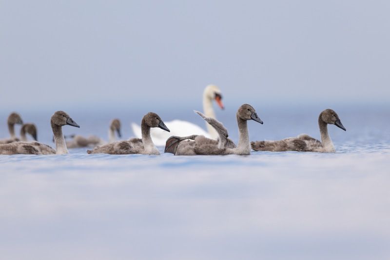 шипун, лебедь, лебедь шипун, лебедь-шипун, финский залив photo preview
