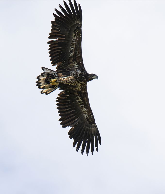 Белохвостый орлан на охотеphoto preview