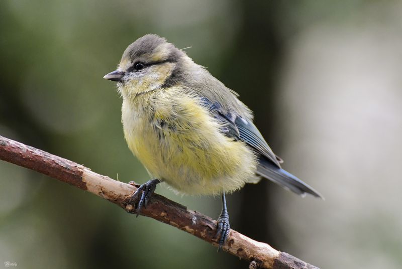 Молодая лазоревкаphoto preview