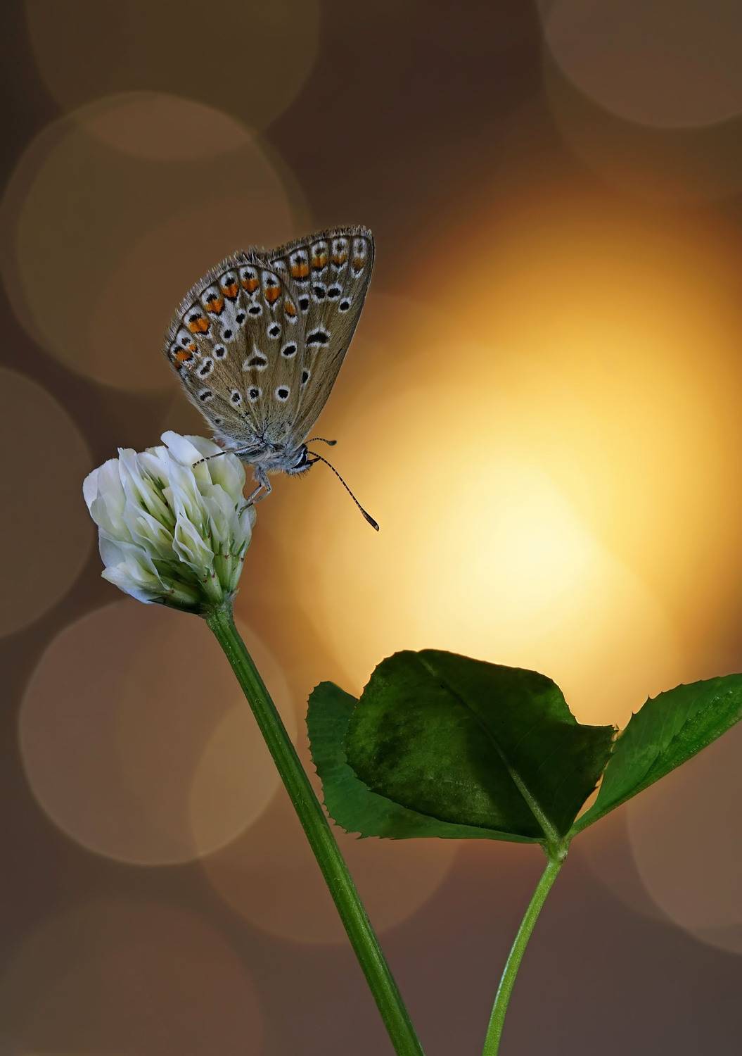 , Чепленко Алексей