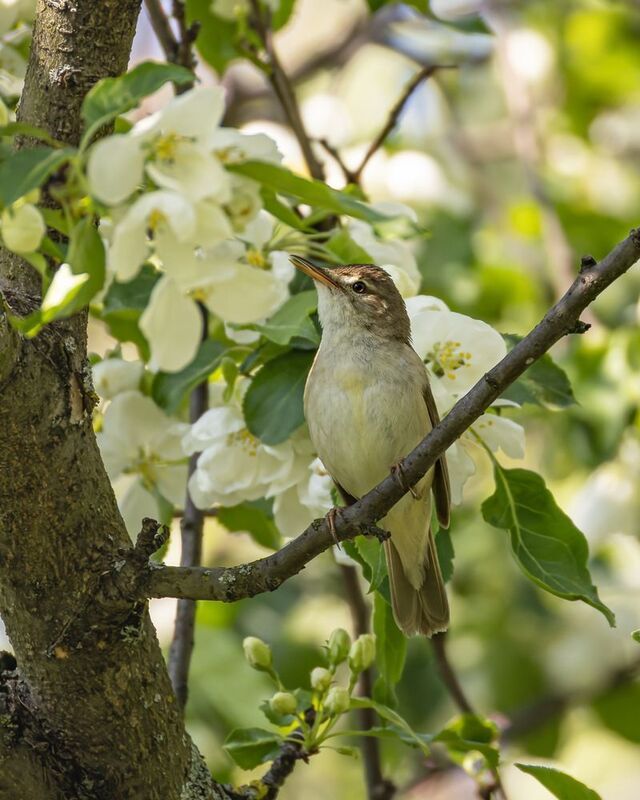 камышовка, птицы, садовая камышовка, яблоня Садовая камышовкаphoto preview